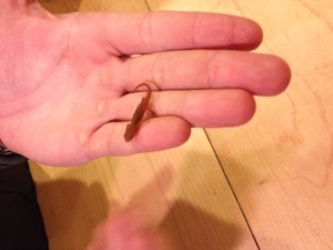 I call him Tiny because he's my newt 